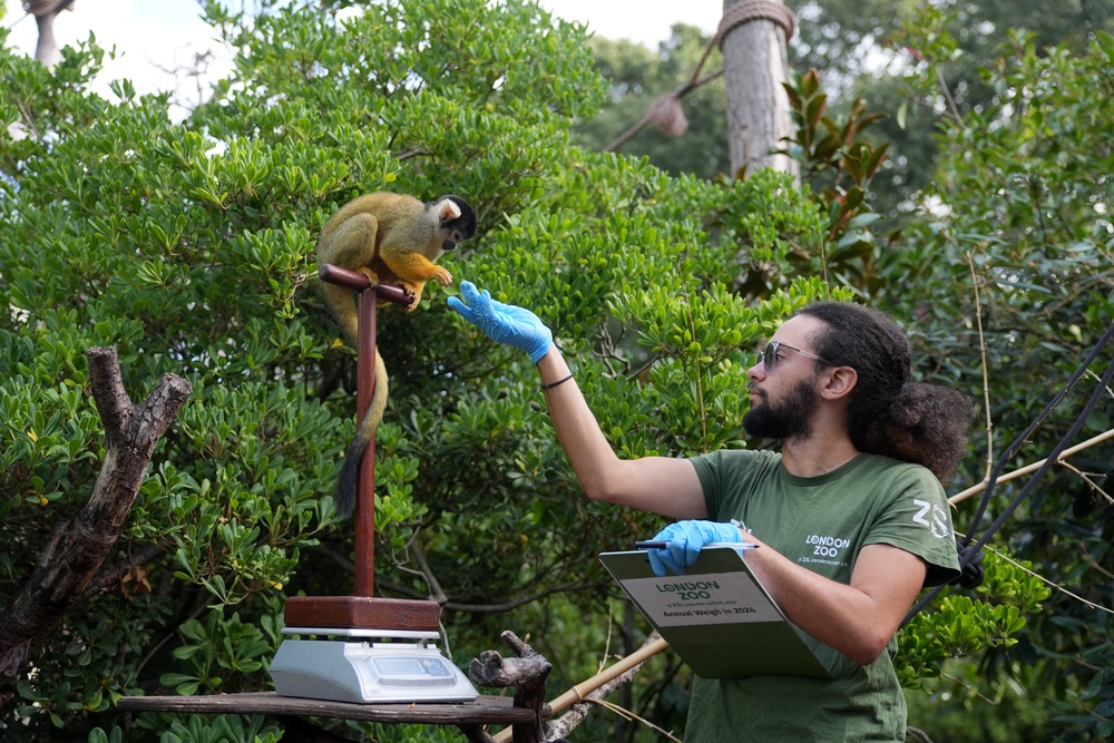 A Bolivian black-capped squirrel monkey is weighed during the annual weigh-in (Yui Mok/PA) (PA Wire)