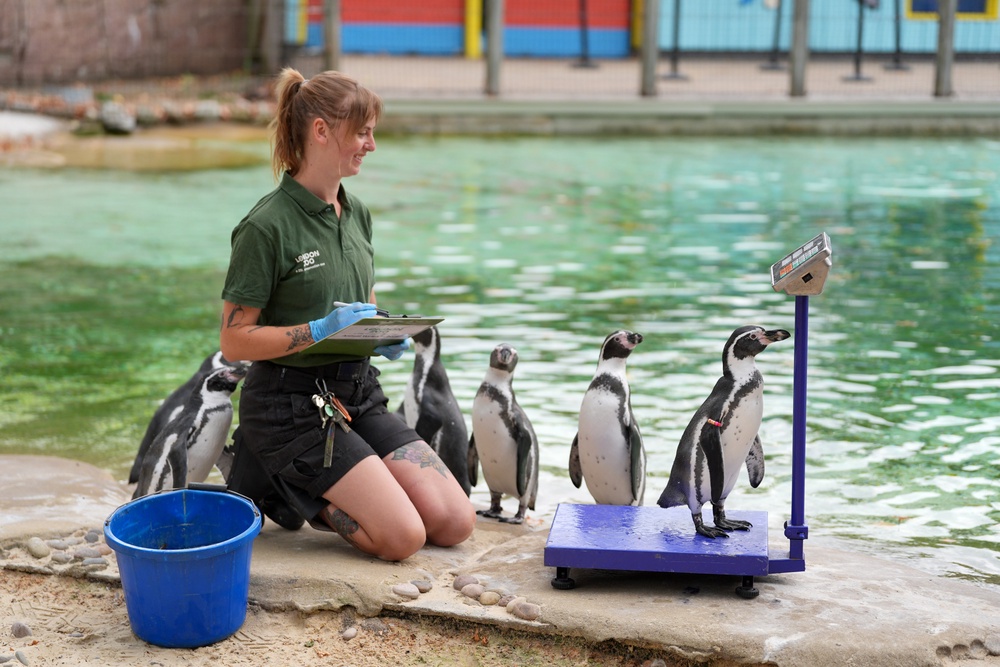 The Humboldt penguins are trained to step onto the scales at the annual weigh in (Yui Mok/PA) (PA Wire)