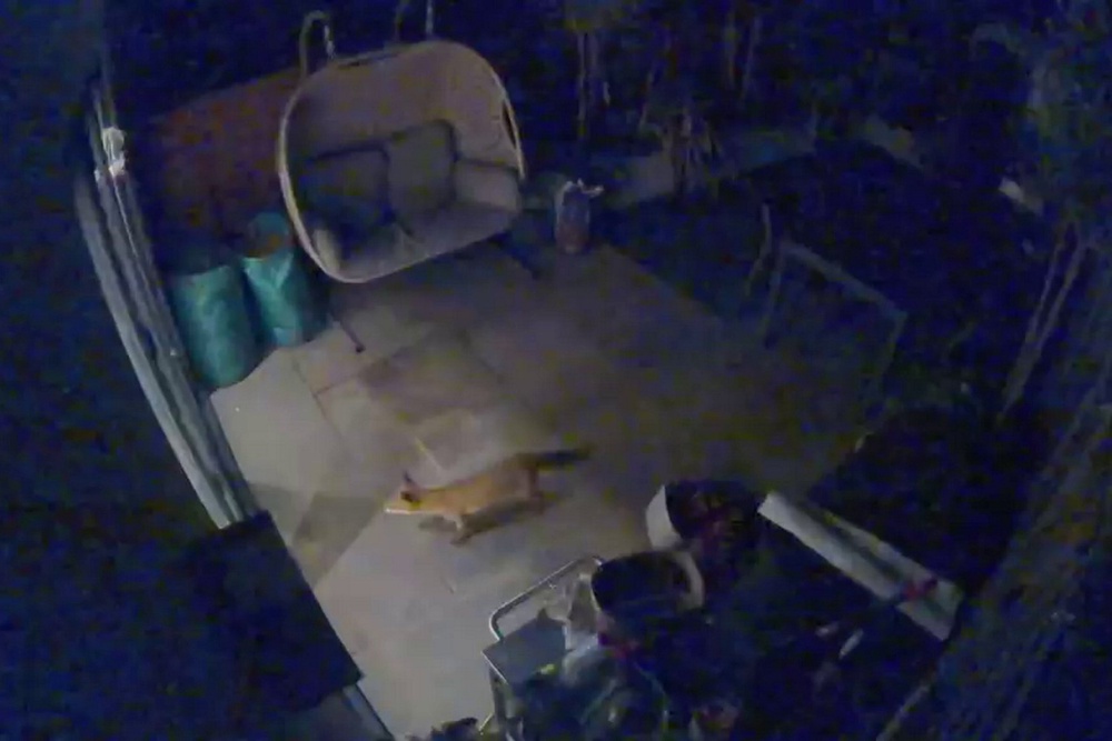 CCTV from the garden shows what they believe to be the animal wandering around moments before its entrance (SWNS)