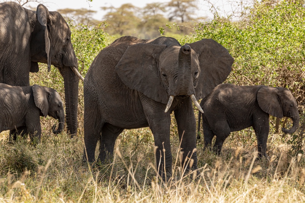 Elephant graze at Kimana Sanctuary, on the outskirts of Amboseli National Park, on August 12, 2026 (AFP/Getty)