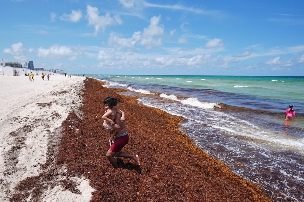 A man carries a child through sargassum seaweed after cooling off in the ocean in Miami Beach, Fla., June 11, 2026 (AP Photo/Rebecca Blackwell)