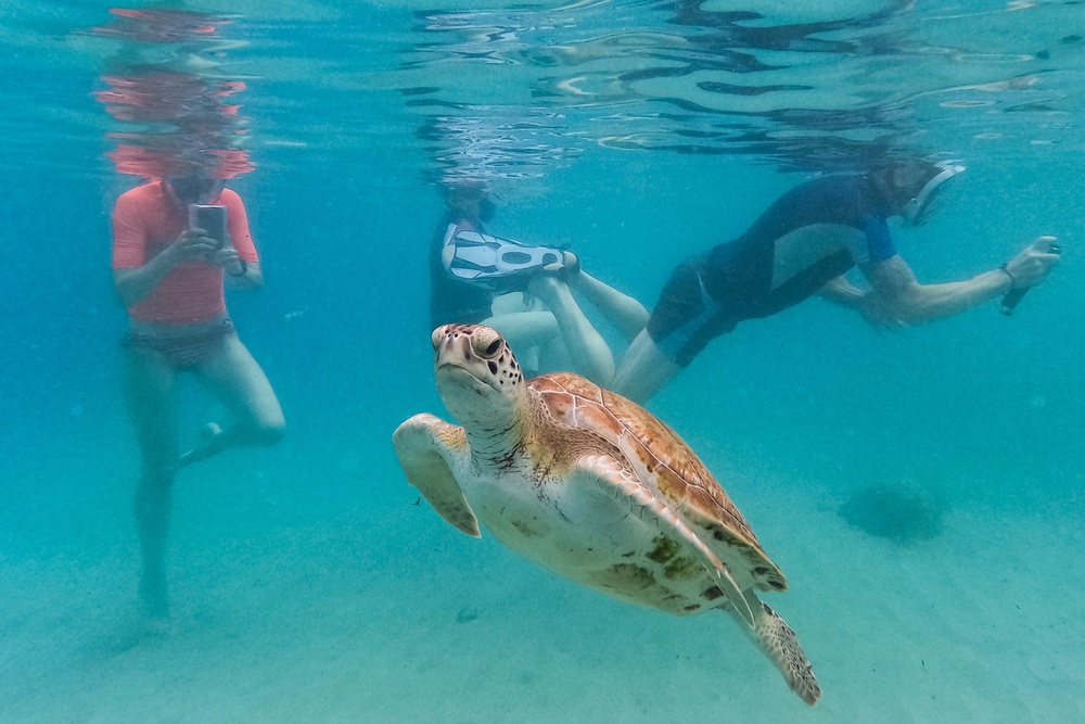 A sea turtle swims among tourists snorkeling at Piskado beach in Westpunt, Curacao, May 15, 2026 (AP Photo/Matias Delacroix, File)