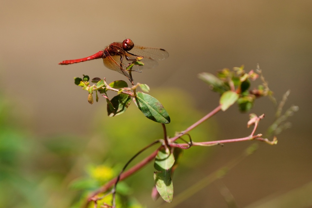 A dragonfly rests on a plant at the Lake Merritt Dragonfly Habitat Garden in Oakland, Calif., Friday, Aug. 21, 2026. (AP)