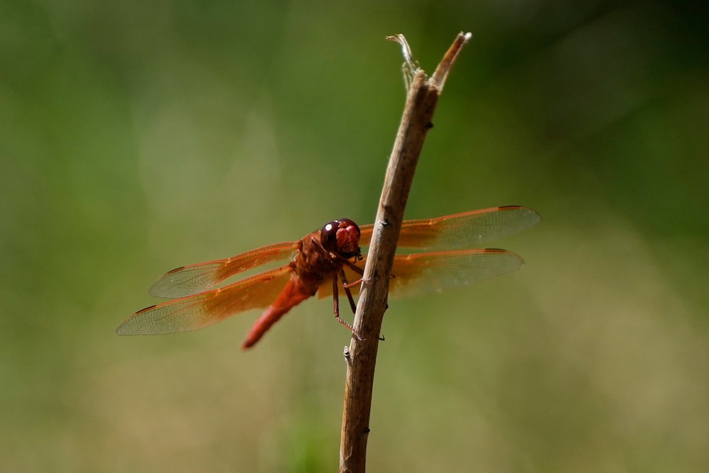 A dragonfly rests on a plant at the Lake Merritt Dragonfly Habitat Garden in Oakland, Calif., Friday, Aug. 21, 2026. (AP)