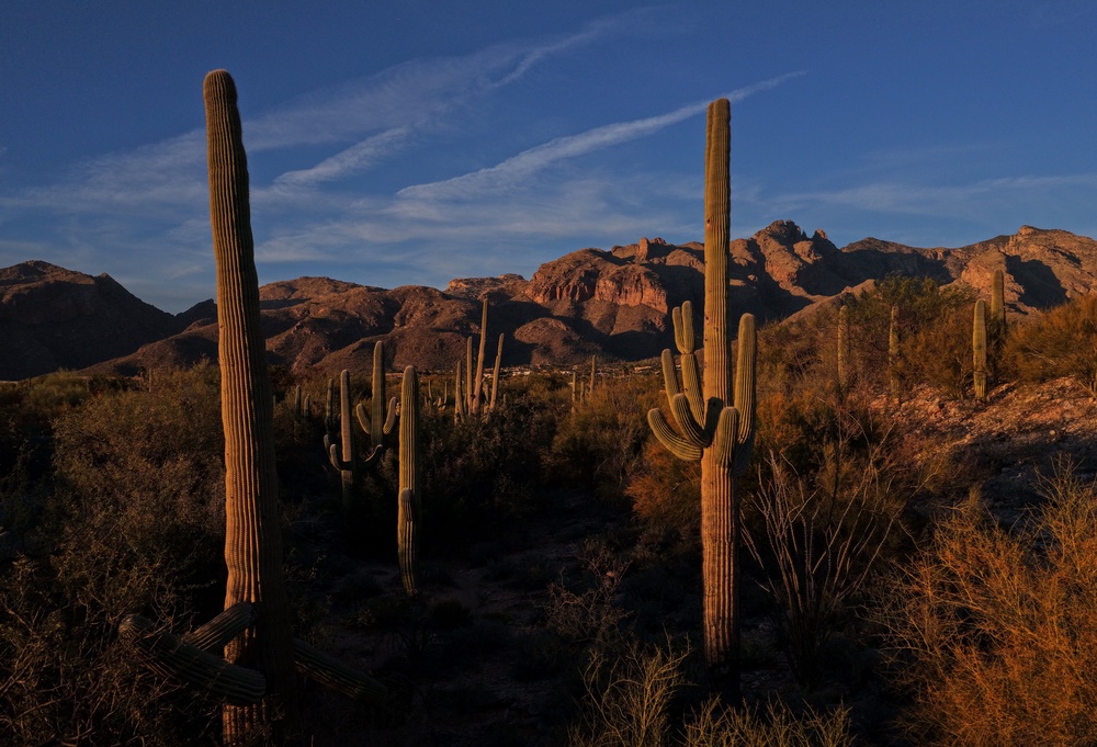 Human remains are found in the Tucson desert each year, with experts believing that many belong to migrants (Getty)