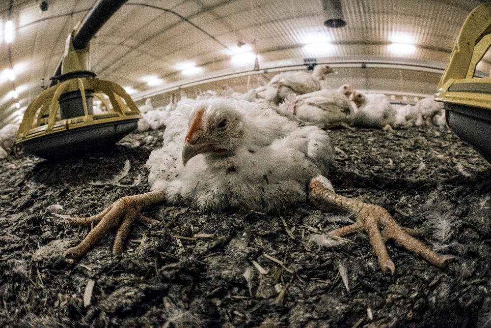 The way in which most chickens are reared for meat increases food poisoning risk more than 100-fold, experts say (Anima)