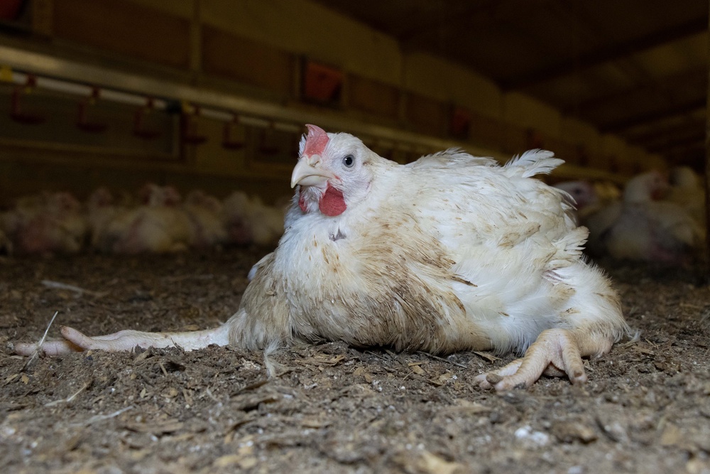 Birds are bred to grow so rapidly that their legs cannot support them and their hearts fail (Anima)