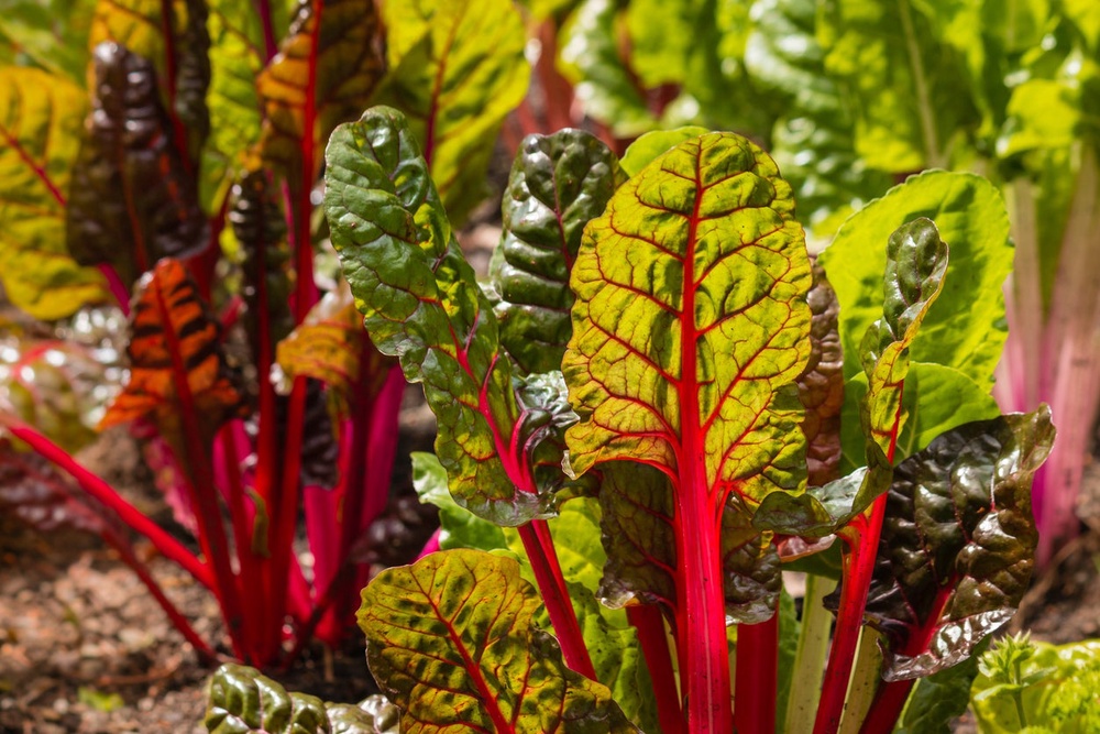 Rainbow chard is an edible contender, its orange, red and green leaves perfectly suited to the season (Getty Images/iStockphoto)