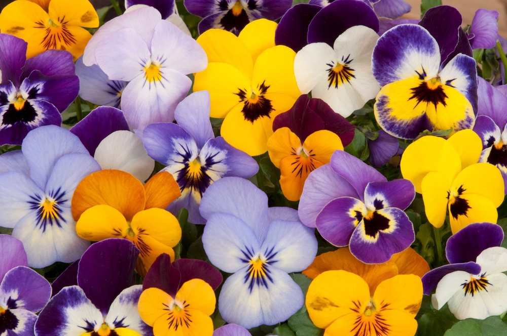 Their smiling faces of orange, purple and yellow brighten even the most faded of gardens (Getty Images/iStockphoto)