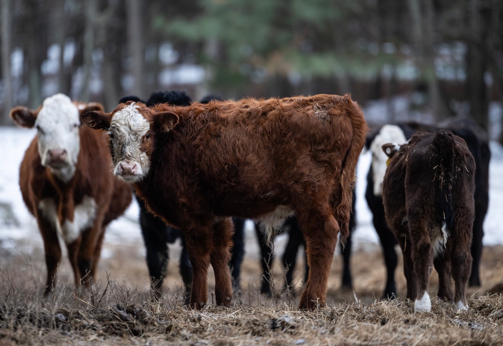 Ranchers have argued against intervening in the market, while the administration argues the plan is a short-term measure to relieve American shoppers from high prices (AFP/Getty)