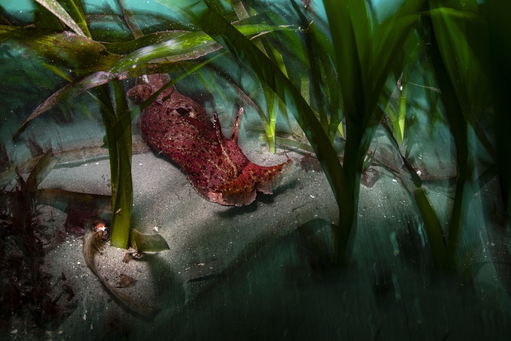 Ocean Protector by Ralph Pace shows a sea hare underwater (Ralph Pace/Wildlife Photographer of the Year/PA) (PA Media)
