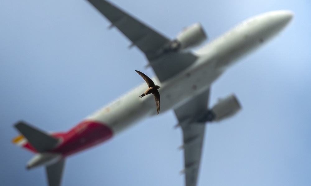 Jack Crockford’s The Art Of Flying shows a swift in flight with its shape echoed by a plane flying above it (Jack Crockford/Wildlife Photographer of the Year/PA) (PA Media)