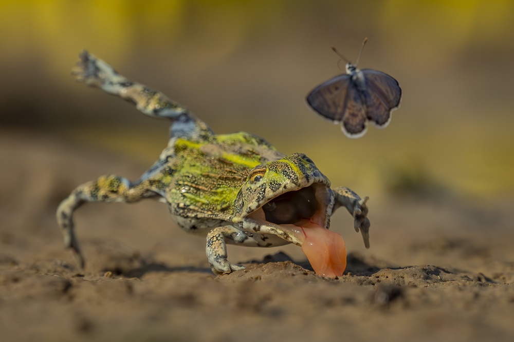 The image Split-Second Escape shows an African bullfrog lunging for an African babul butterfly – but missing (Jens Cullmann/Wildlife Photographer of the Year/PA) (PA Media)