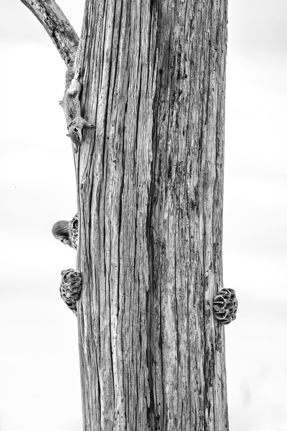'Up a Tree without a Squirrel' - a young leopard chase a squirrel up a tree in Botswana's Okavango Delta in Botswana (Allegra Hutton /Wildlife Photographer of the Year/PA)