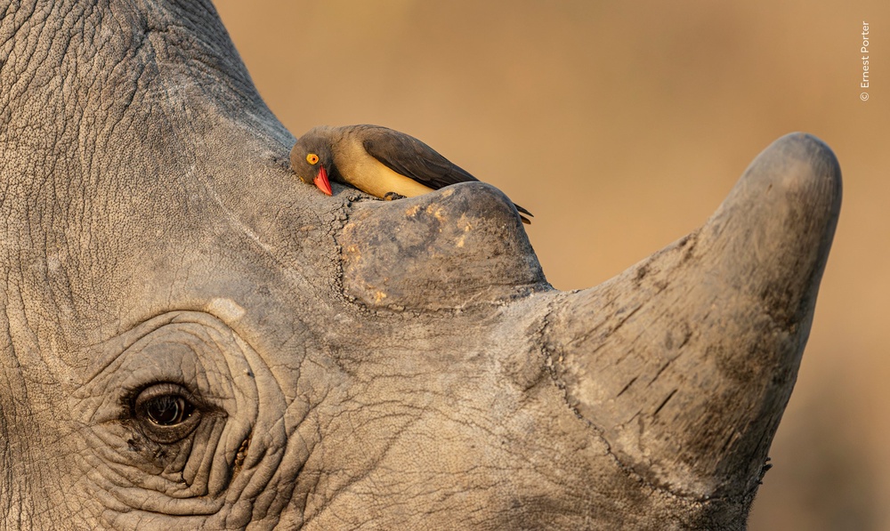 'Mutual Friends' - an oxpecker cleaning its bill against a rhino's skin in the soft afternoon light in Mpumalanga, South Africa. (Ernest Porter/Wildlife Photographer of the Year/PA)