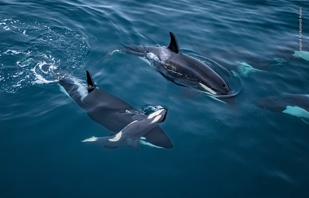 Lifted to the Surface' - an adult orca supporting the body of a calf in the freezing waters of a Norwegian fjord - by Vegard Byrkjeland Aasen from Norway. (Vegard Byrkjeland Aasen/Wildlife Photographer of the Year/PA)