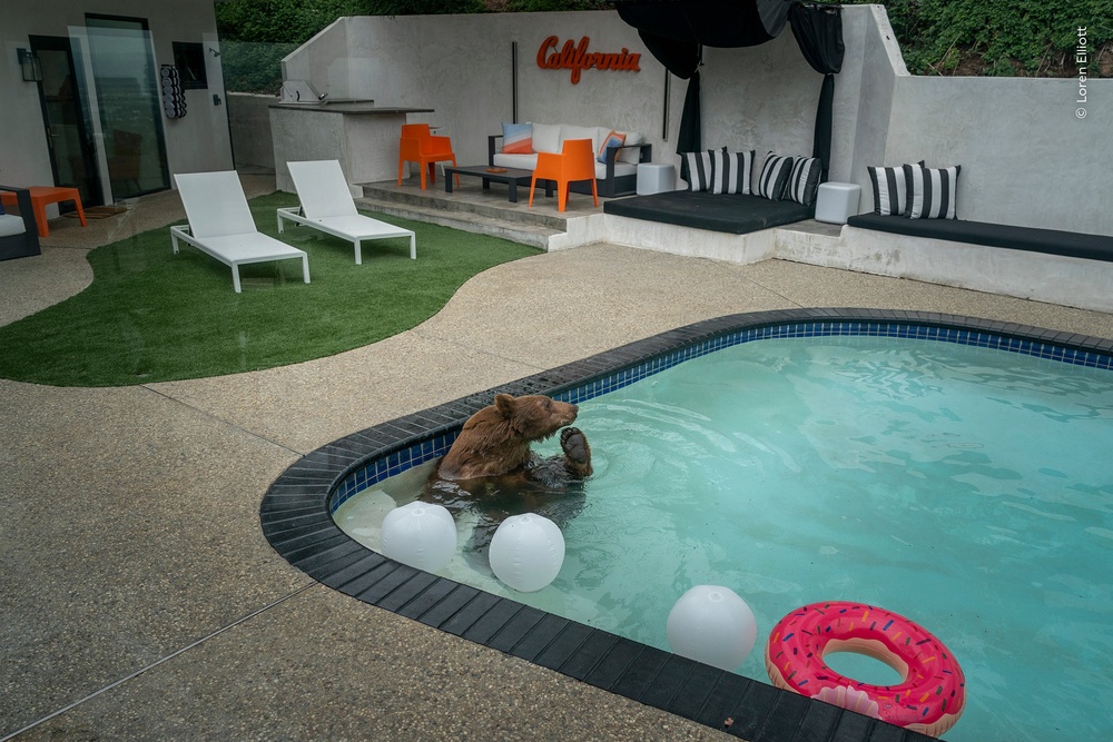 'Pooltime Pastime' - a black bear stopping for a dip in a southern California pool, in Monrovia, California, USA - (Loren Elliott /Wildlife Photographer of the Year/PA)