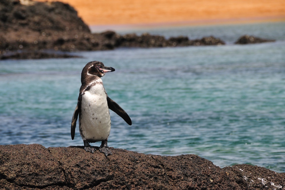 The Galapagos penguin is the only penguin found north of the equator (Getty Images/iStockphoto)
