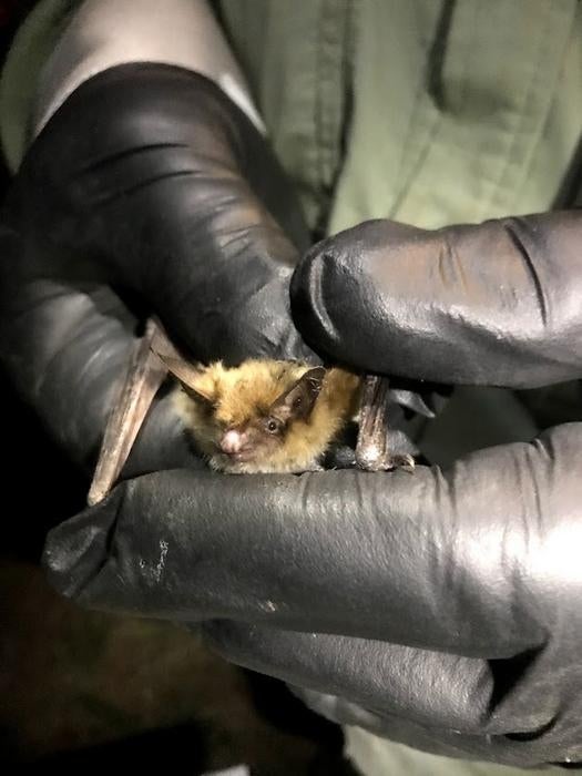 A researcher holds a tiny Fringed Myotis, one of the species the scientists studied alongside the little brown bats. Little brown bats are also in the genus Myotis (Elise Lauterbur)