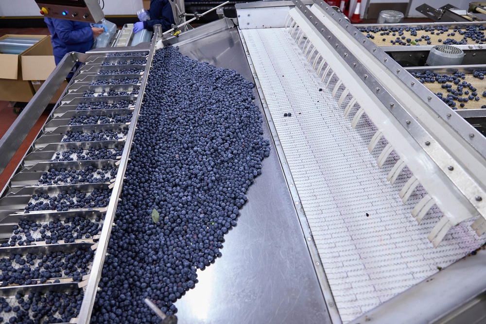 Blueberries have seen a particularly strong yield, the trade body said (PA)