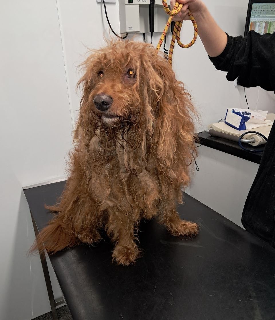 The Scottish SPCA said it would have taken a ‘considerable amount of time’ for the dogs’ coats to become so matted (Scottish SPCA/PA)