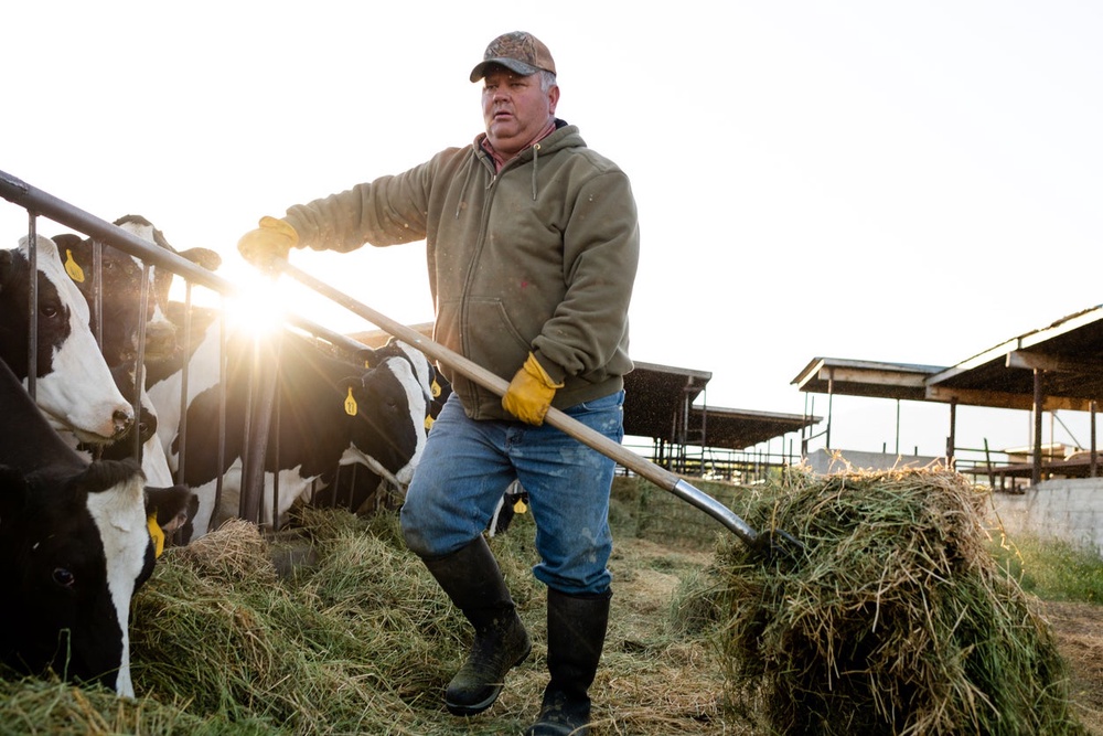 Because of the weather, farmers in England and Wales have seen poor grazing conditions, stunted harvests and heat strain on livestock (Getty/iStock)