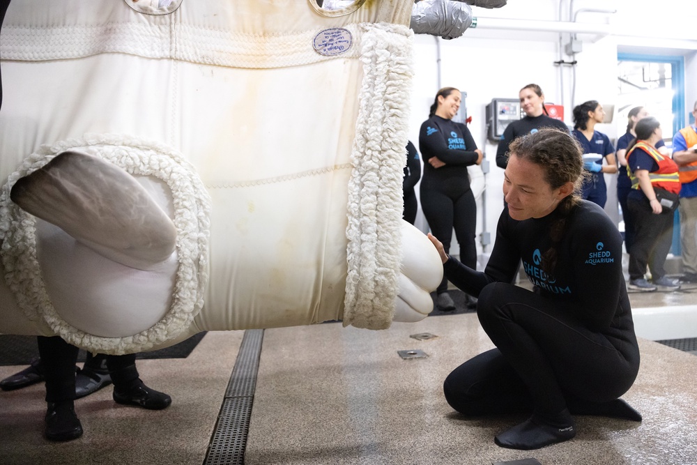 Custom -made slings were used to transport the rescued belugas from their home in Canada to several other aquariums, including Shedd in Chicago (AP)