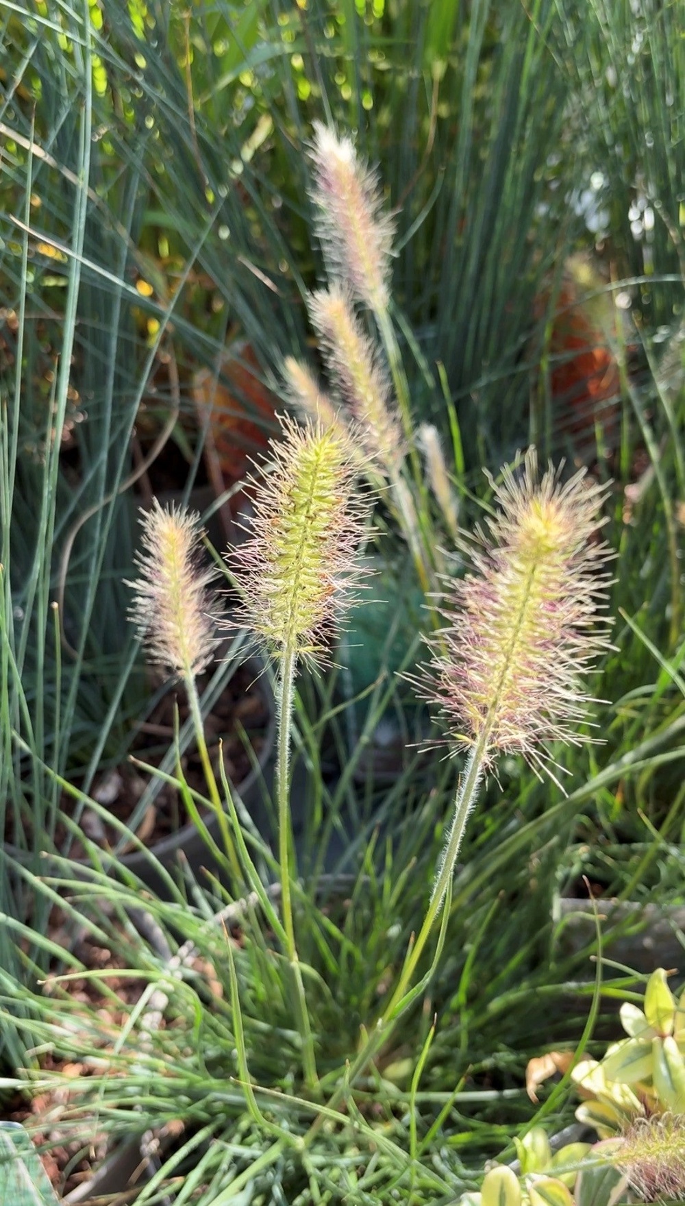 Ornamental grass pennisetum. (Hannah Stephenson/PA)