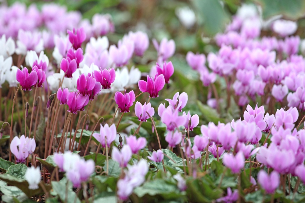 Cyclamen hederifolium. (Alamy/PA)