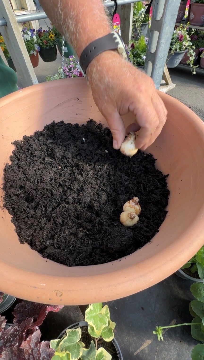 Placing bulbs in compost in a pot. (Hannah Stephenson/PA)