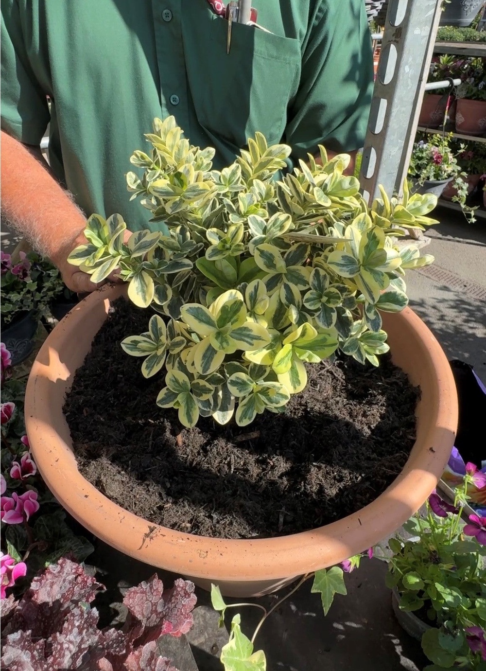 A hebe being planted in a pot. (Hannah Stephenson/PA)
