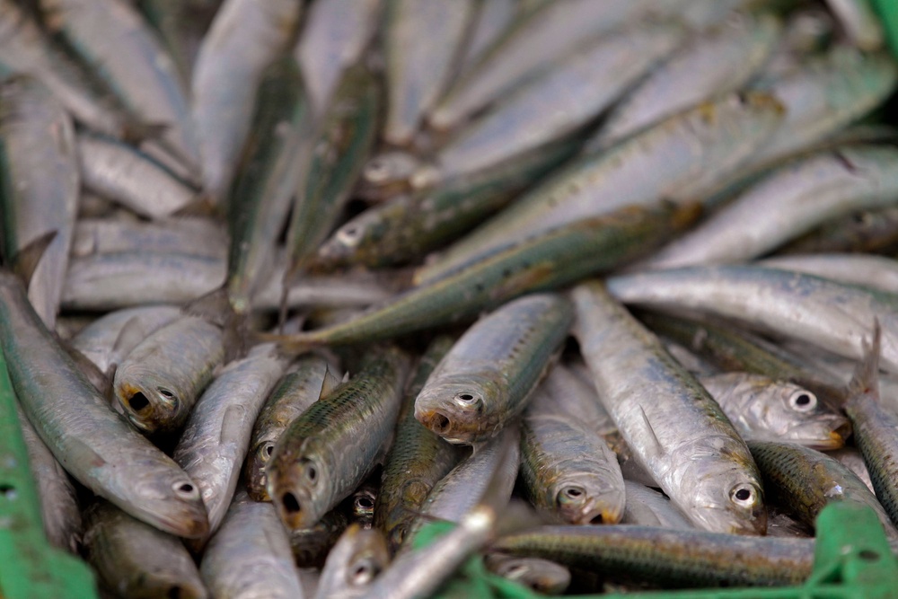 A catch of sardines pictured at the Hout Bay Harbour near Cape Town, South Africa, on Nov 20, 2011. (AP Photo/Schalk van Zuydam, File) (Copyright 2011 The Associated Press. All rights reserved.)