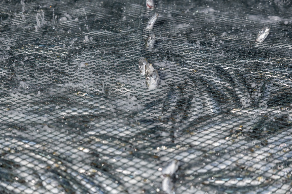Netters use a huge fishing net as they try to catch thousands of sardines at the Scottburgh beach, south of Durban on July 20, 2026 (AFP/Getty)