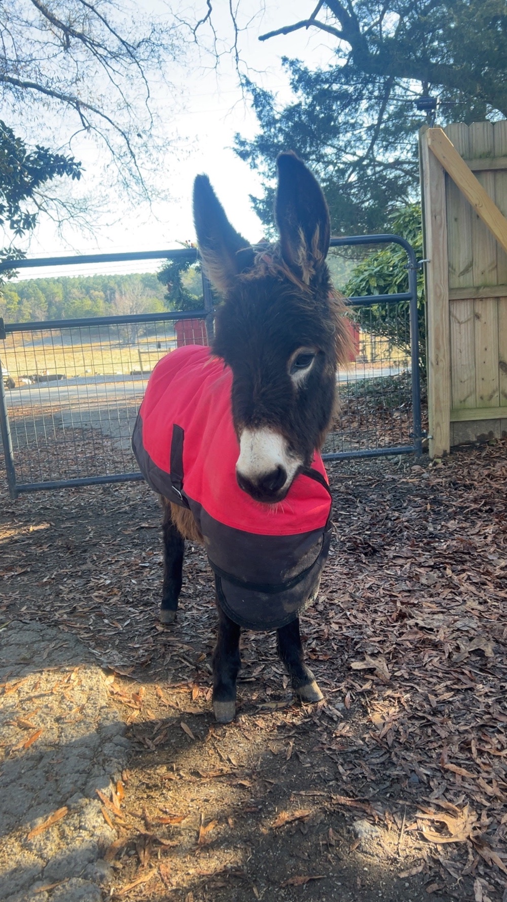 HeeHaw was bottle fed and raised in the family’s home, Hannah Israel said in a social media post (GoFundMe)
