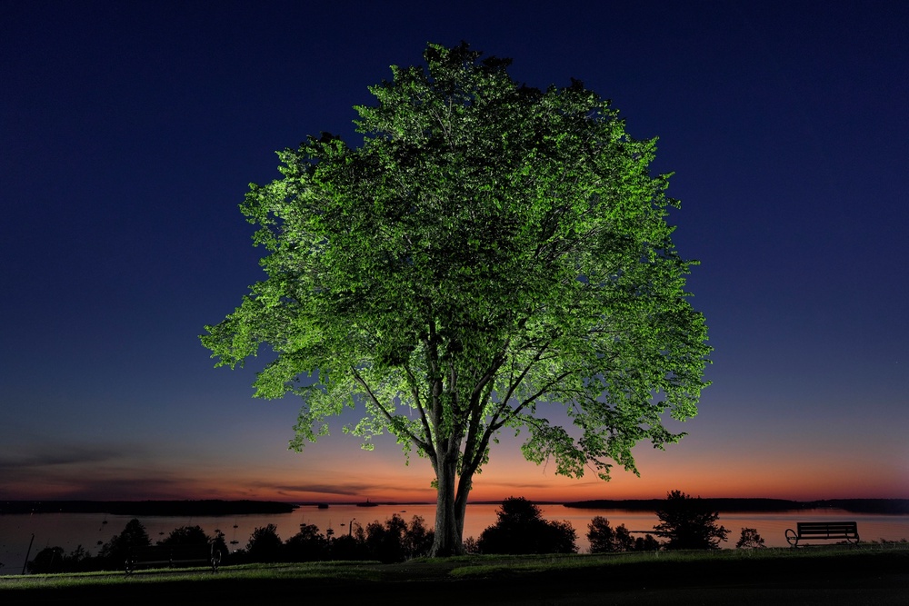 The fungal pathogen that decimated millions of American elms across the U.S. is now being used to restore the iconic species (AP Photo/Robert F. Bukaty)