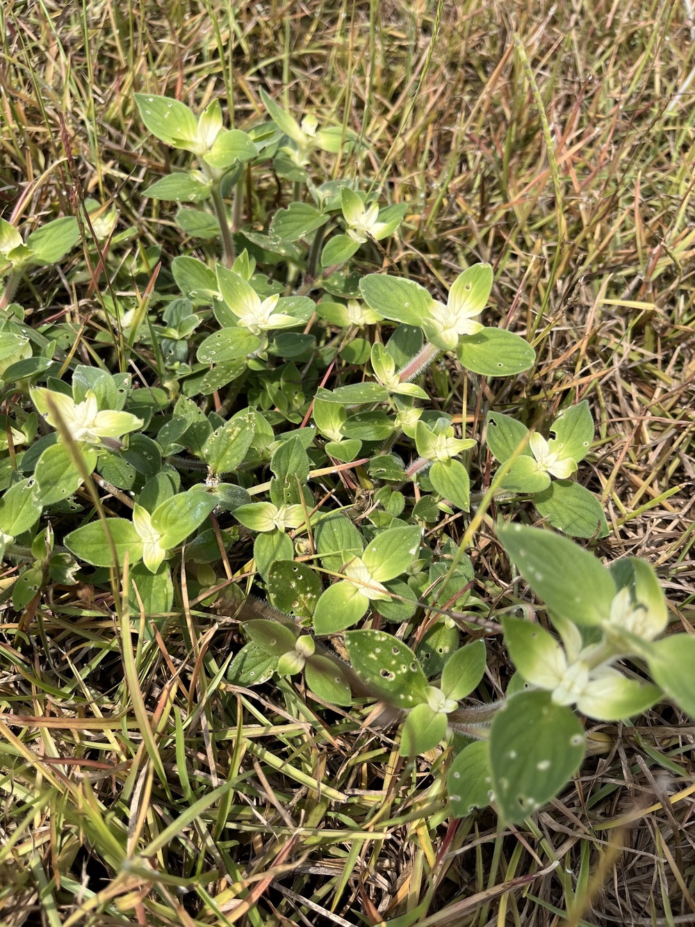 The pasture mealybug was found on weeds and grass at a turfgrass business in Decatur County, Georgia, officials said on Friday (Georgia Department of Agriculture)