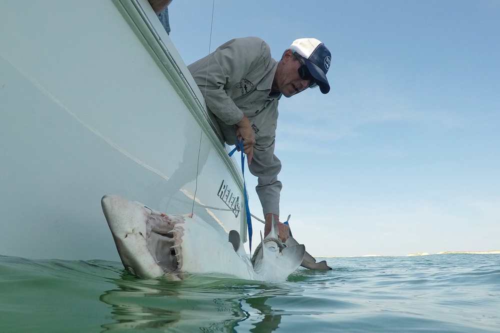 Rising water temperatures, likely driven by climate change, are also drawing a wider variety of tropical species north into Long Island waters during the summer (Copyright 2026 The Associated Press. All rights reserved.)