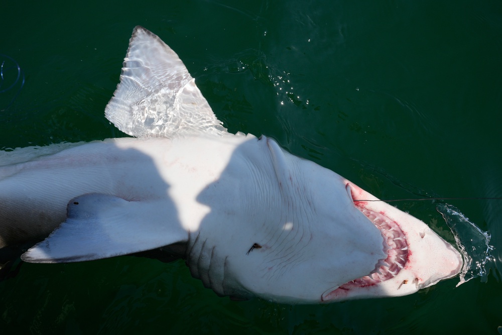 A sand tiger shark is brought along side a boat after being caught for scientific study (Copyright 2026 The Associated Press. All rights reserved.)
