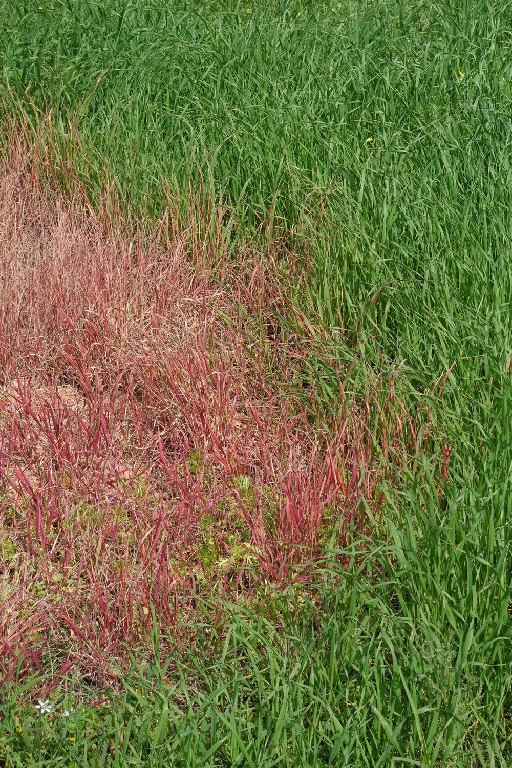 Red thread in a lawn (Alamy/PA)
