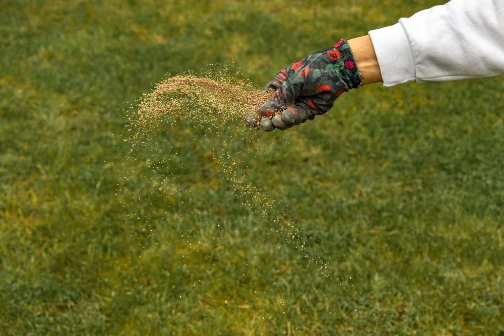 Don’t overfeed a damaged lawn (Alamy/PA)