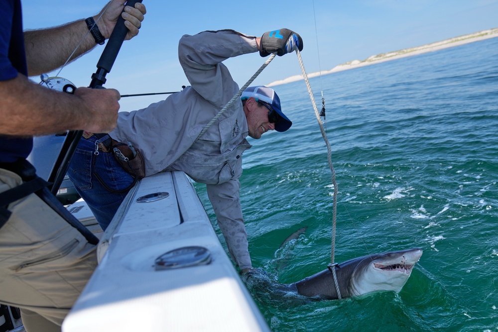 Protective measures introduced over recent decades have helped white sharks and other species begin to recover, though populations remain below historical levels (AP)