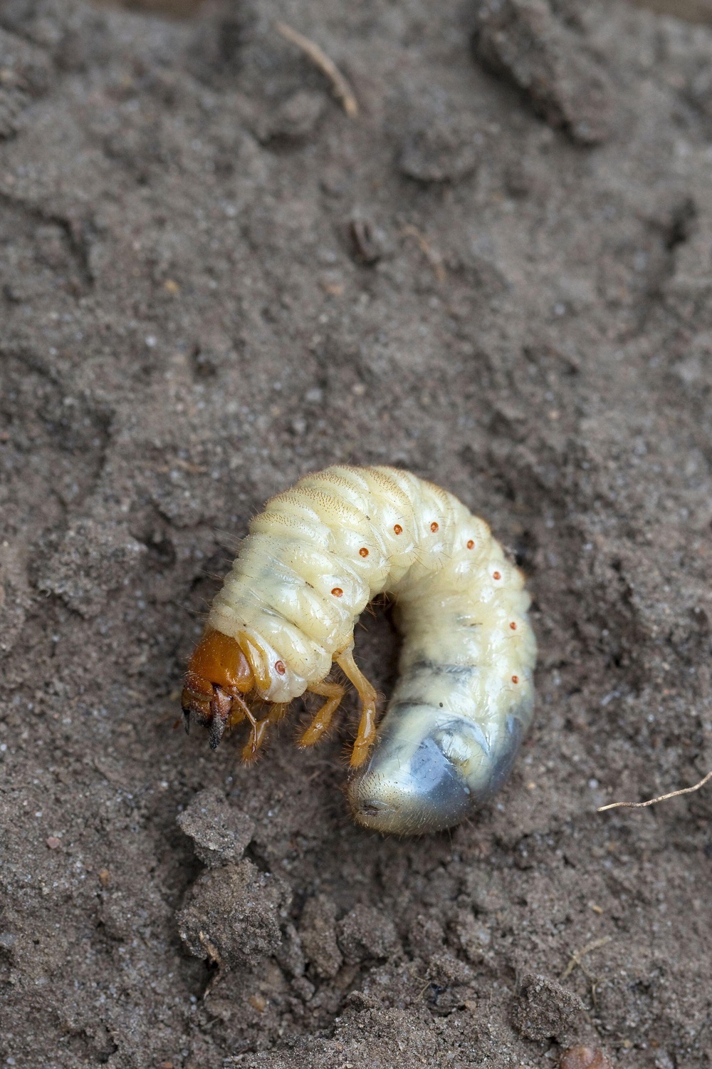 They have stout white bodies curved in a C shape, light brown heads, with three pairs of legs at the head end (PA)
