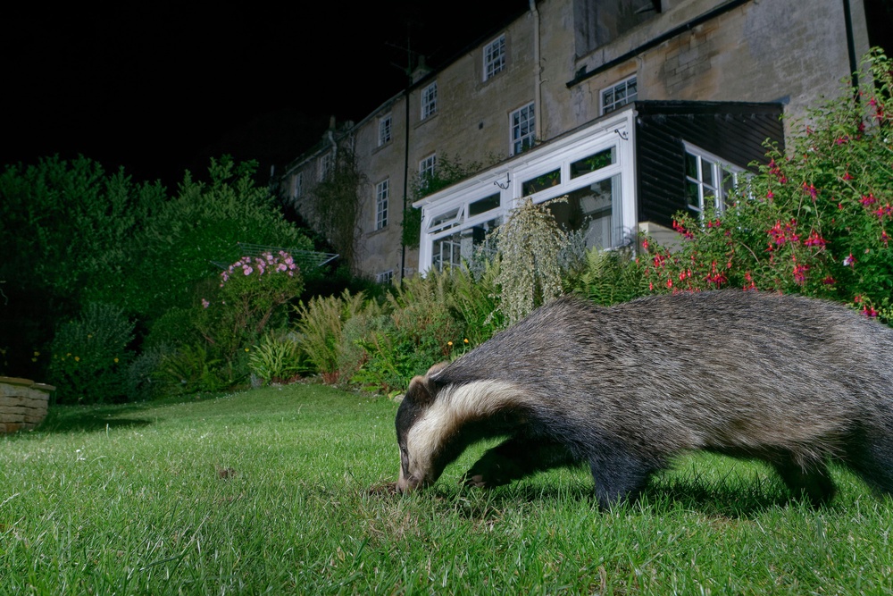 Badgers may be digging holes in lawns to hunt for protein-rich food sources (PA)