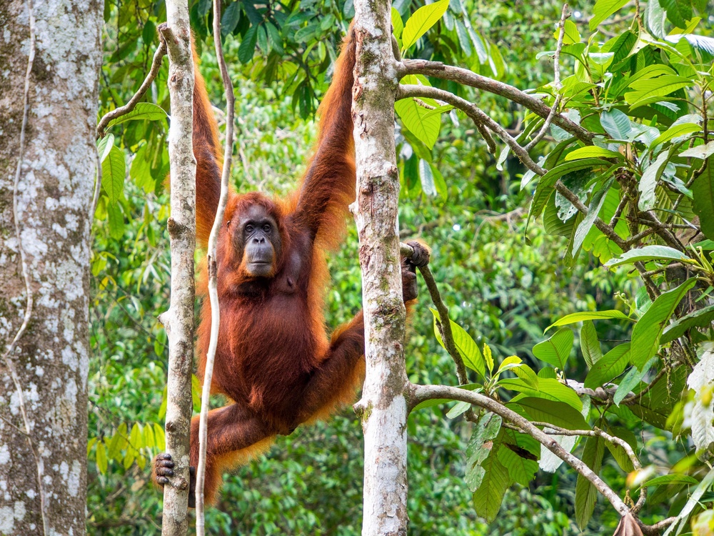 Borneo orangutan is listed as critically endangered species (PA)