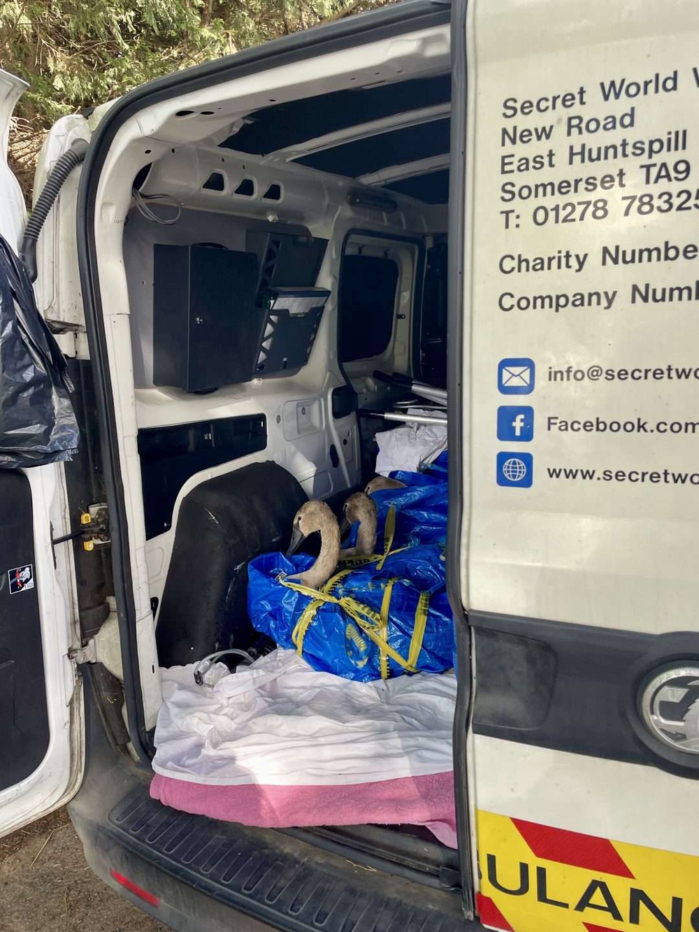 The rescue team explained the large, strong IKEA bags are surprisingly useful when it comes to safely transporting swans (Secret World Wildlife Rescue)