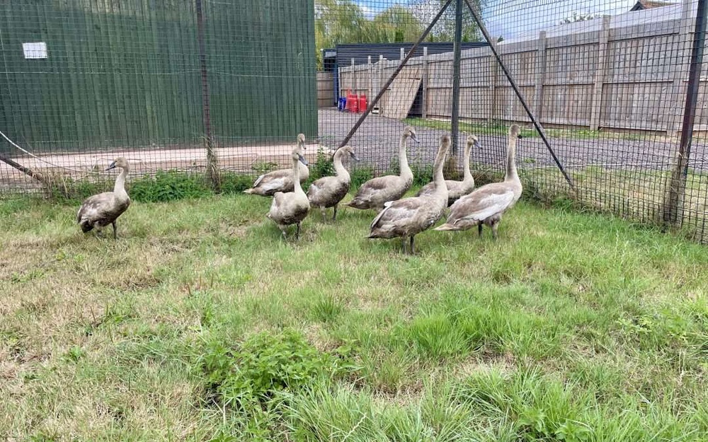 The swans were put safely in a temporary pen after being found on the road (Secret World Wildlife Rescue)