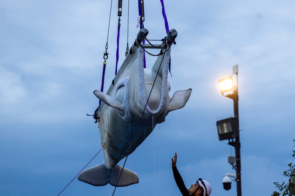 A beluga whale is transported via sling from a tank at Marineland in Niagara Falls, Canada. The whale was among 30 that were rescued from the park and rehomed in American zoos and aquariums (AP)