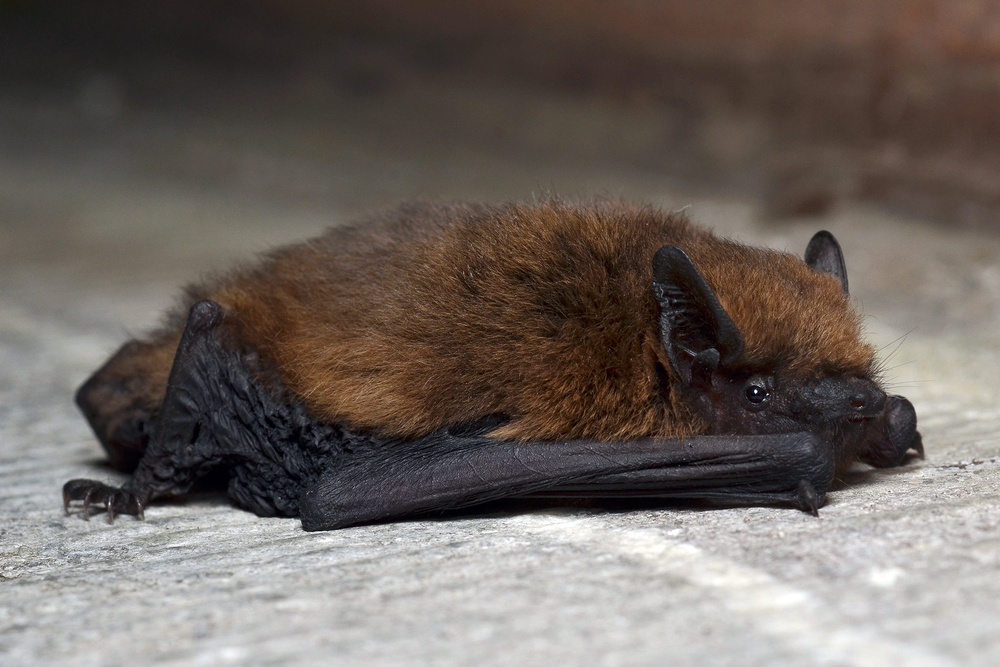 The Common pipistrelle resting (Gilles San Martin)