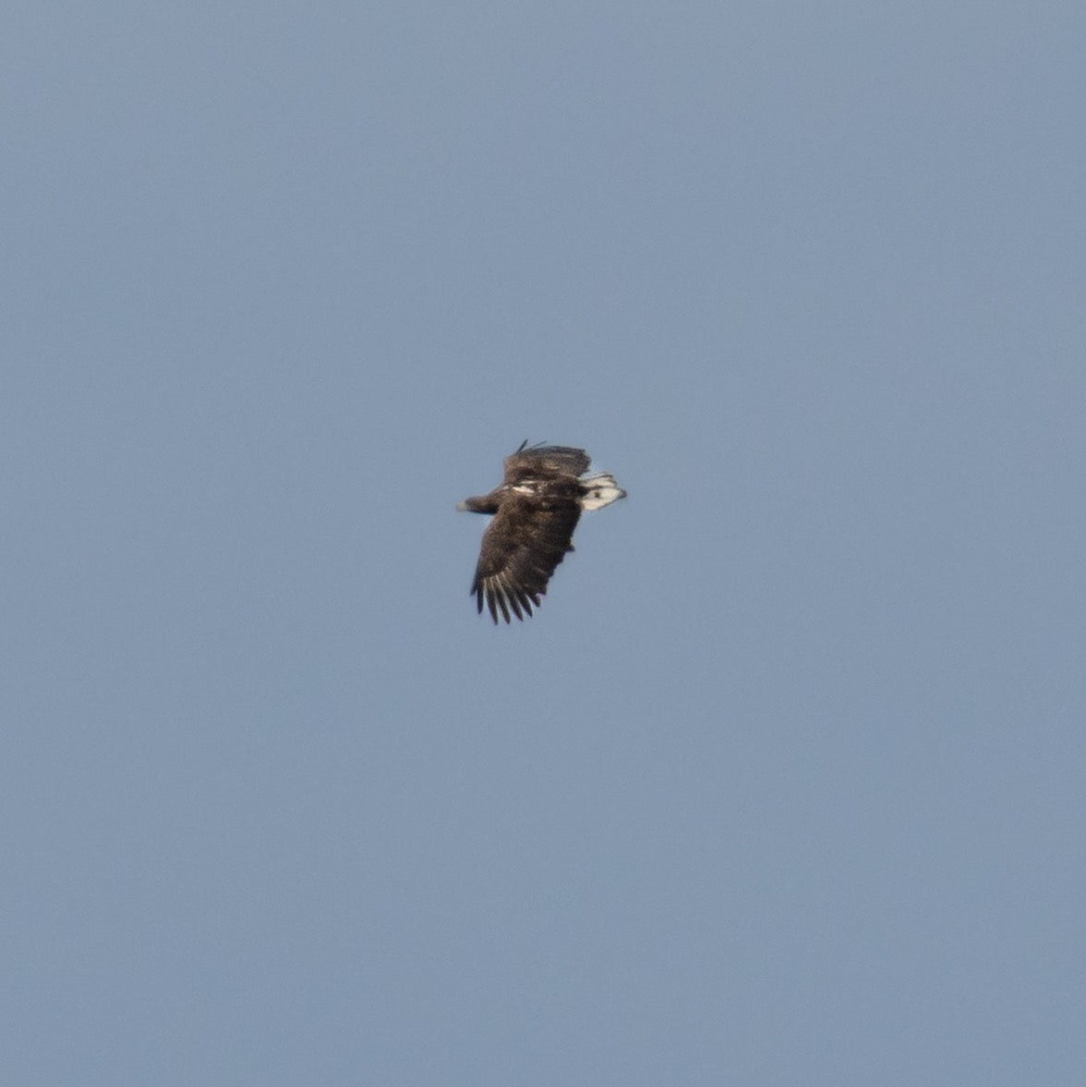Kinky was seen in the skies above Loch Spelve (Beth Shiels/PA)