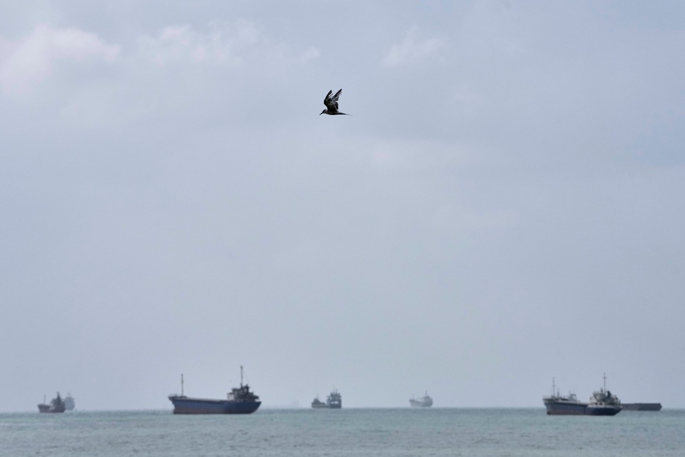 A tern flies over commercial vessels anchored in the Strait of Hormuz off Bandar Abbas, Iran, on 4 September 2026 (AP)